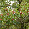 広島広域公園