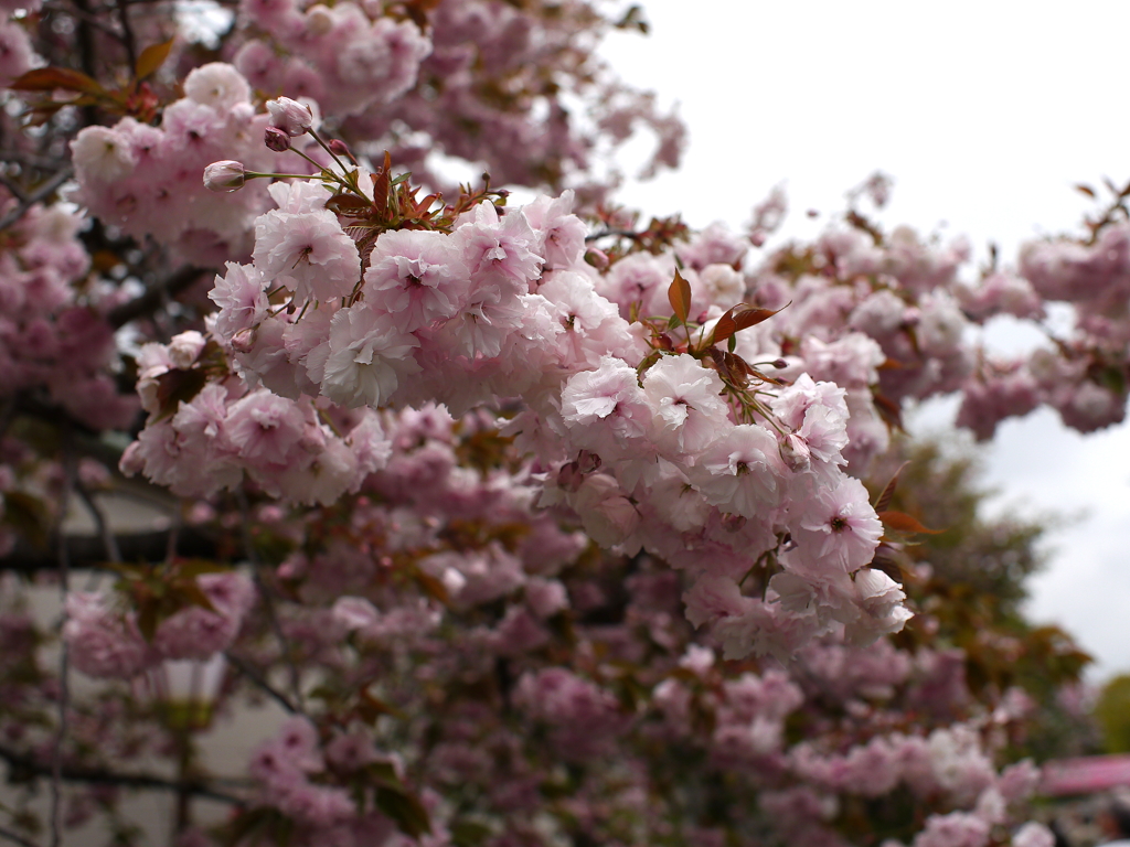 八重桜