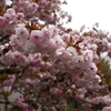 八重桜