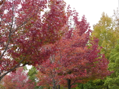 広島広域公園