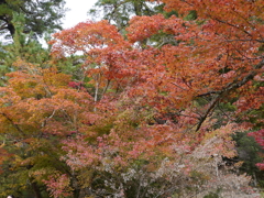 P1000249