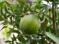 P1050584n