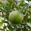 P1050584n