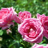 薔薇と蜜蜂