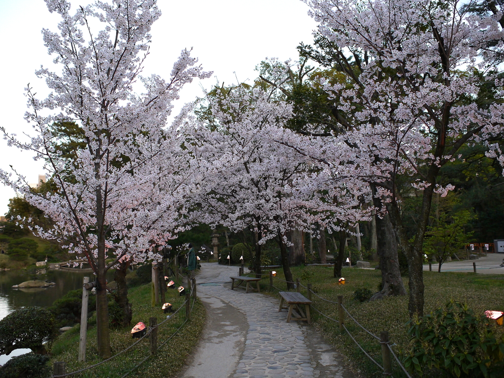 縮景園の桜