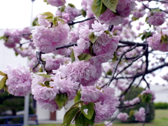 八重桜