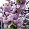 八重桜