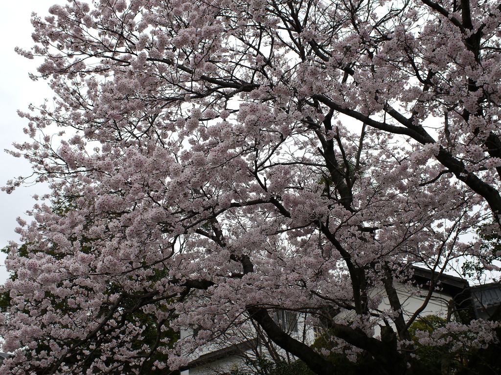 満開の桜