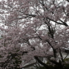 満開の桜
