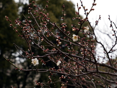 縮景園の梅