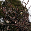 縮景園の梅