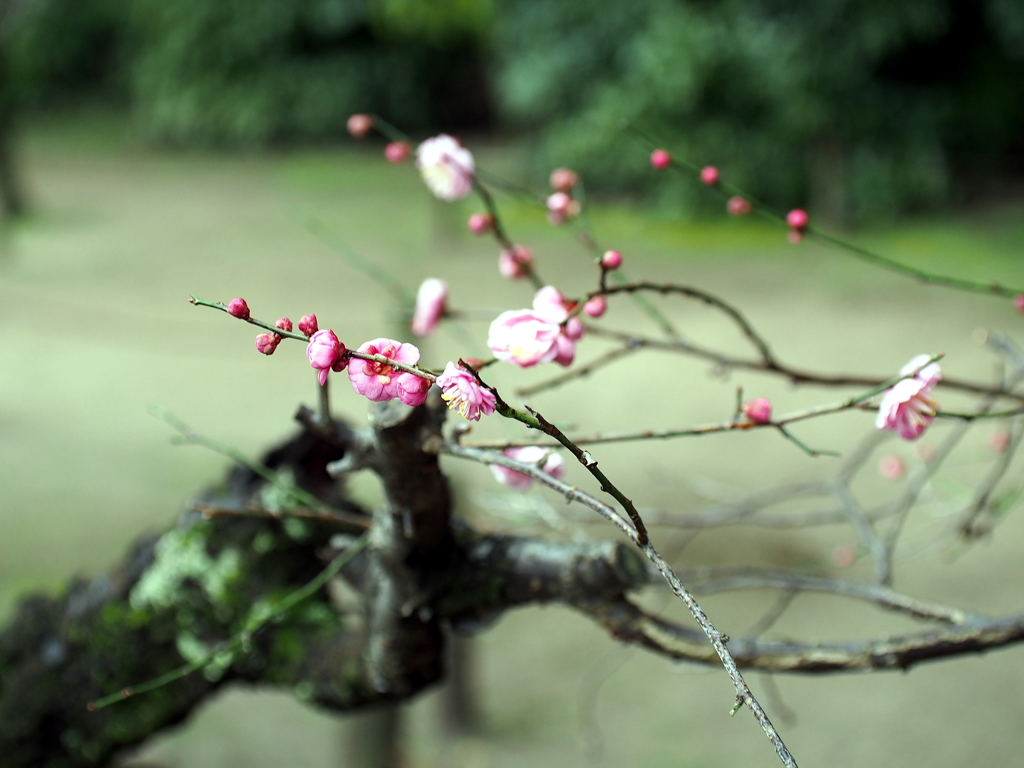 縮景園の梅