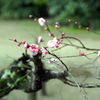 縮景園の梅