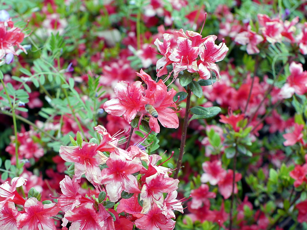 花と蜜蜂