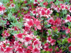 花と蜜蜂