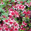 花と蜜蜂