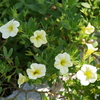 P1050465