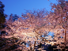 縮景園の夜桜