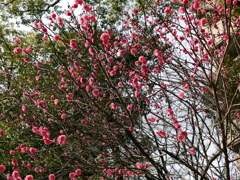 016_P1040678g