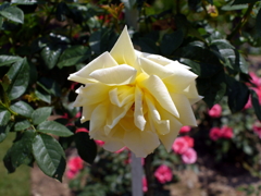 薔薇