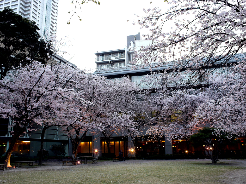 縮景園の桜