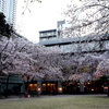 縮景園の桜