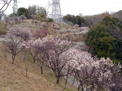 P1040922g