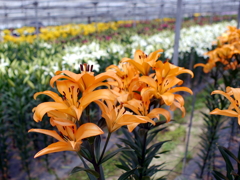 百合