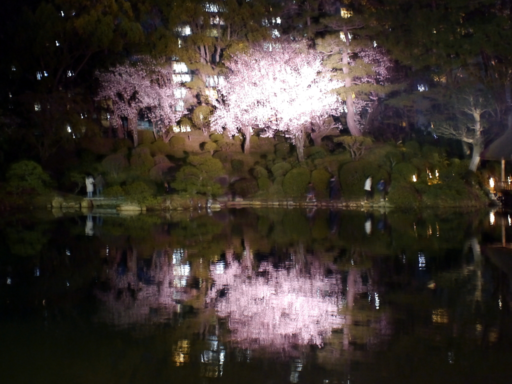 縮景園の夜桜
