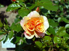 薔薇
