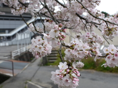 満開の桜