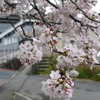 満開の桜