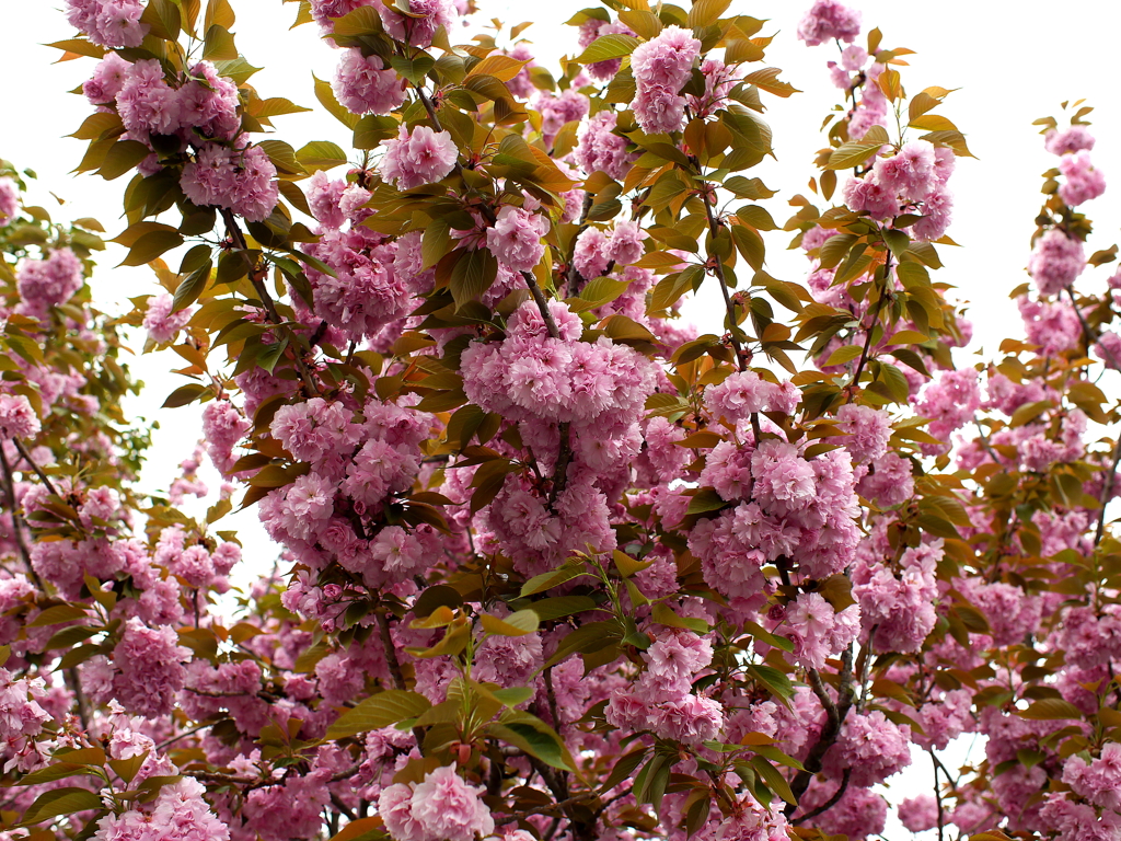 八重桜