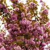 八重桜