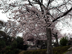 満開の桜