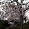 満開の桜