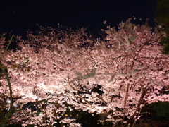 縮景園の夜桜