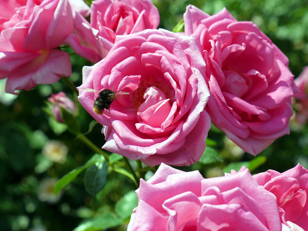 薔薇と蜜蜂