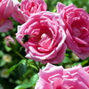 薔薇と蜜蜂