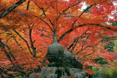 佛通寺の紅葉