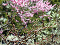 033_P1040705g