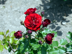 薔薇