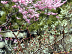 030_P1040702g