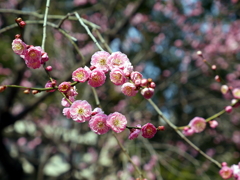 013_P1040669g