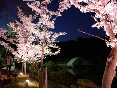 縮景園の夜桜