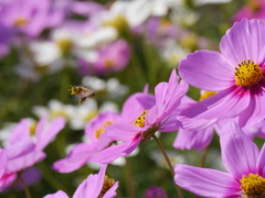 コスモスと蜜蜂