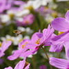 コスモスと蜜蜂