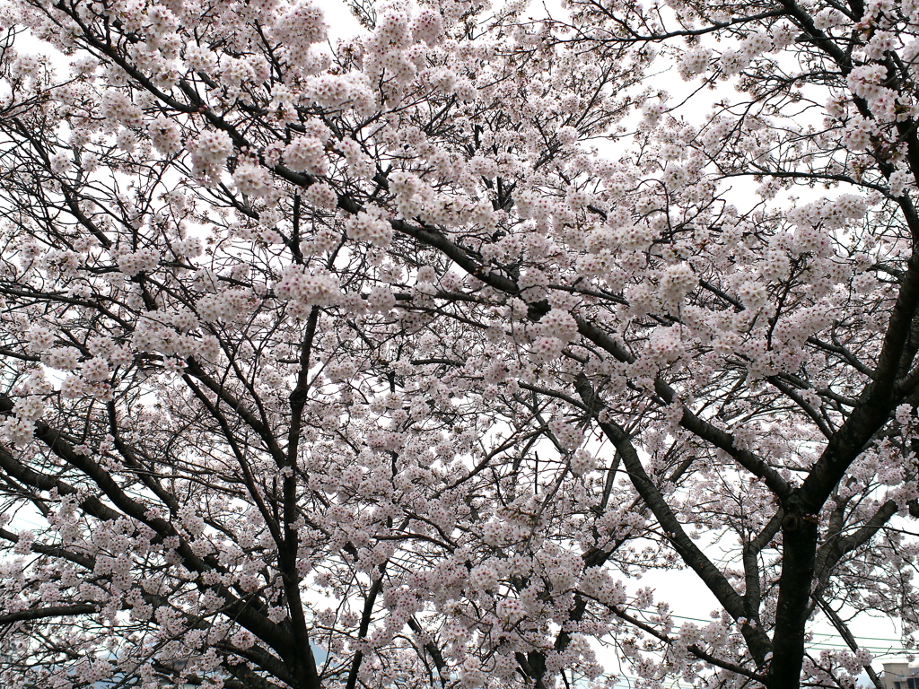満開の桜