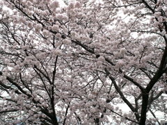 満開の桜