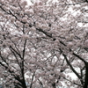 満開の桜